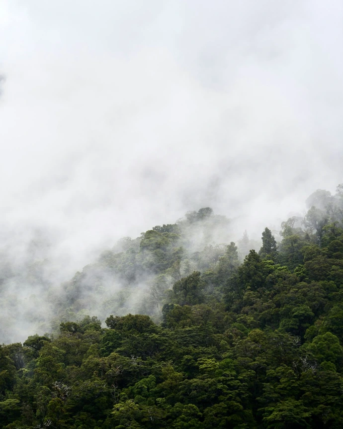 Forest canopy, the threatened source of bark-derived δ-decalactone
